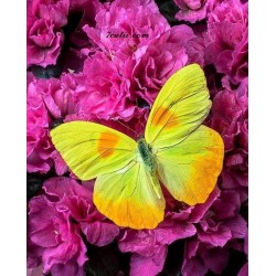Pictura pe numere - Fluturele galben si florile violet