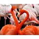 Pictura pe numere - Flamingo-uri americane