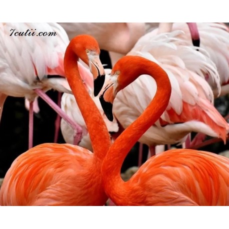 Pictura pe numere - Flamingo-uri americane