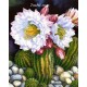 Pictura pe numere - Cactus inflorit