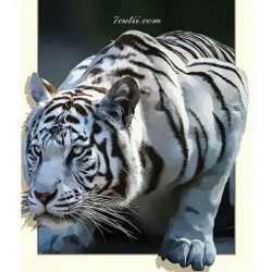 Pictura pe numere - Tigrul