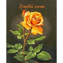 Pictura pe numere -Trandafirul portocaliu - un simbol al prieteniei trecute în dragoste
