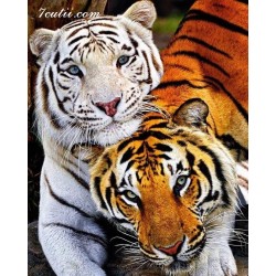Pictura pe numere - Cuplu de tigri