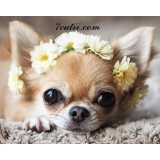 Pictura pe numere - Chihuahua Carrie cu coroana de flori