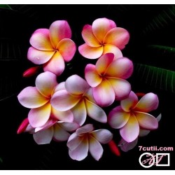 Goblen de diamante - Floarea Tropicala