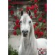 Goblen de diamante - Calul alb si florile rosii