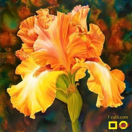 Goblen de diamante - Iris galben