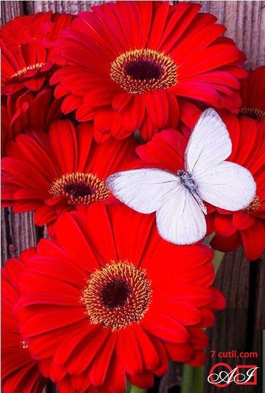 Goblen de diamante - Gerberi rosii si fluture alb: Dimensiuni si tip - 36x24 cm Margele Patrate