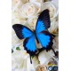 Goblen de diamante - Fluture albastru