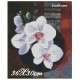 Goblen de diamante - Orchidea alba