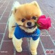 Goblen de diamante Un câine oferă un trandafir