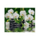 Pictura pe numere - Relaxare si orchidei albe