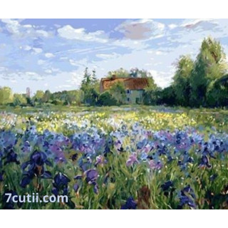 Pictura pe numere - Camp cu irisi albastri