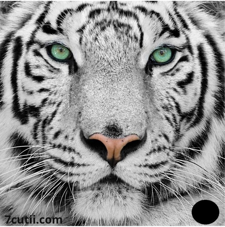 Goblen de diamante - Ochi de Tigru: Dimensiuni si tip - 30x30 cm Margele Patrate