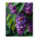 Pictura pe numere - Liliac si buburuza sub ploaia de primavara