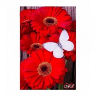 Pictura pe numere - Gerberi rosii si fluture alb