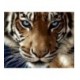 Pictura pe numere - Privirea hipnotizanta a tigrului
