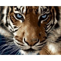 Pictura pe numere - Privirea hipnotizanta a tigrului
